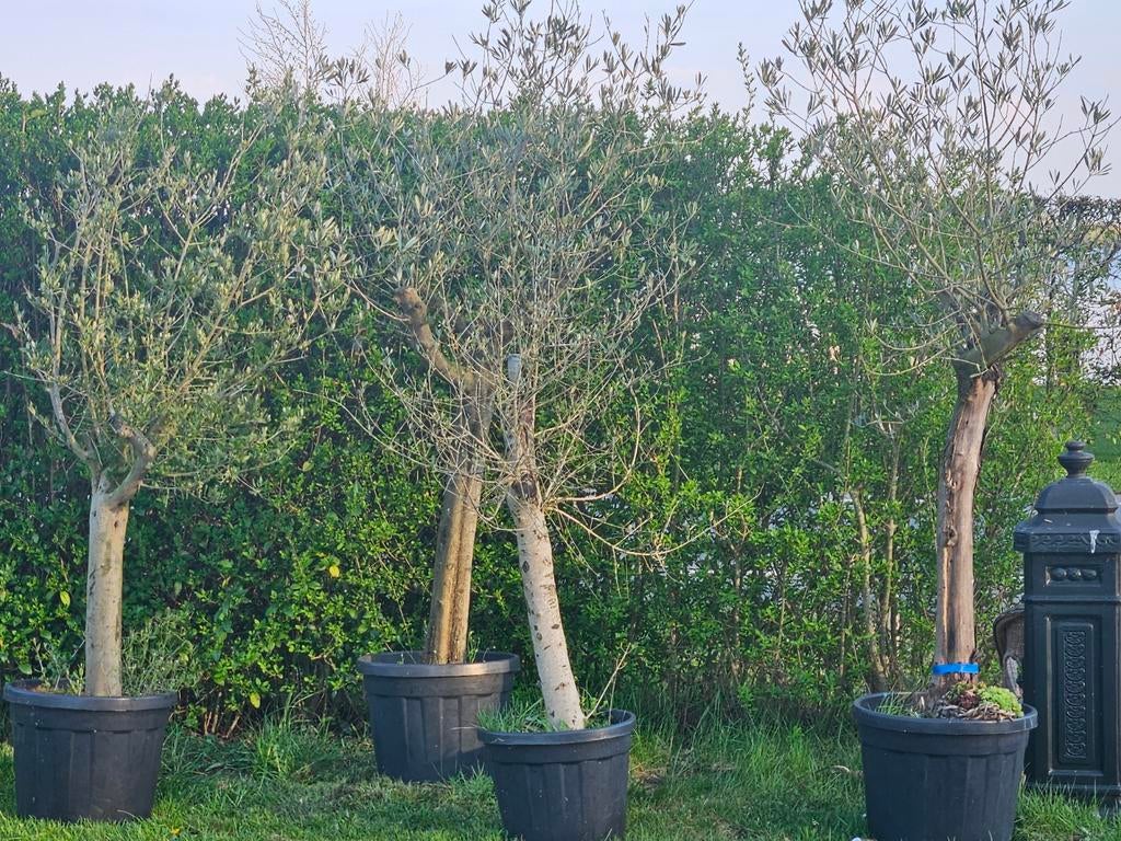 4 mooie grote olijfbomen, Verzenden