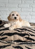 Maltipoo pups, maltezer x toy poedel, blond, Dieren en Toebehoren, Honden | Chihuahua's en Gezelschapshonden, Parvo, Nederland