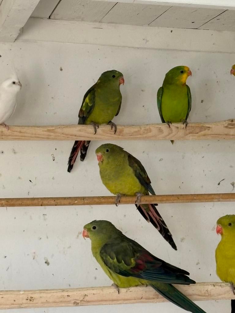 3 Jonge Barraband mannen, Dieren en Toebehoren, Vogels | Parkieten en Papegaaien, Mannelijk, Parkiet, Geringd