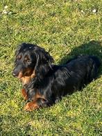 Langharige dwergteckel reukes, België, Reu, 1 tot 2 jaar, Dwerg