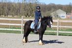Breedgebouwde irish cob, Merrie, Minder dan 160 cm, Zadelmak, Gechipt