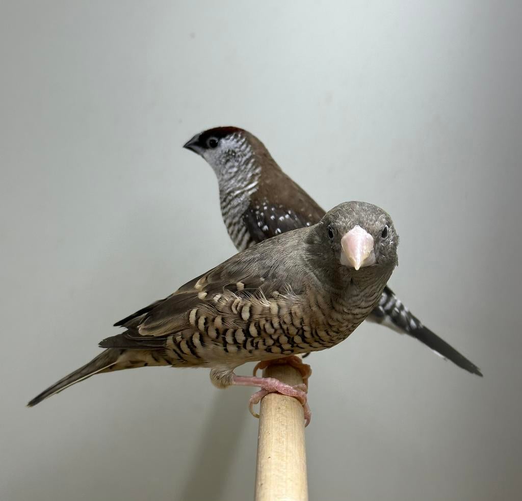 Roodkop amadines, Meerdere dieren