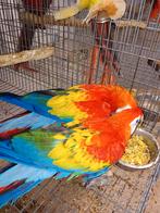 geelvleugel ara's koppel +, Dieren en Toebehoren, Vogels | Parkieten en Papegaaien, Meerdere dieren, Papegaai, Geringd
