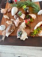 Schelpen grote veel zeeschelpen, Ophalen of Verzenden, Zo goed als nieuw