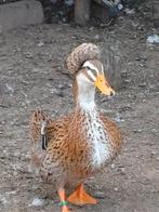 Broedeieren eenden diverse rassen., Geslacht onbekend, Eend