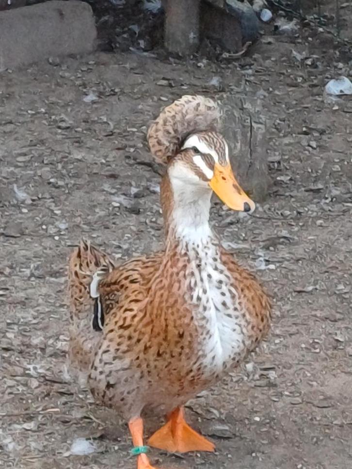 Broedeieren eenden diverse rassen., Dieren en Toebehoren, Pluimvee, Eend, Geslacht onbekend