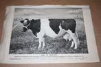 Oude prent - Kampioens koe Jeltje - 1949 !!, Verzamelen, Ophalen of Verzenden, Voor 1940, Gebruikt, Overige onderwerpen