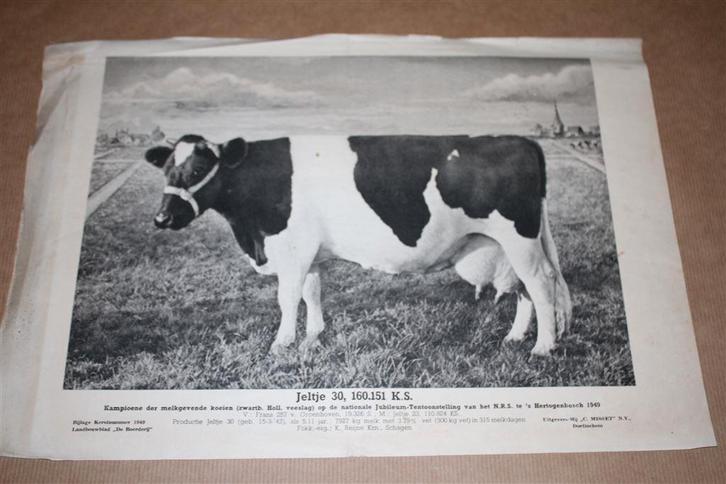 Oude prent - Kampioens koe Jeltje - 1949 !!, Verzamelen, Foto's en Prenten, Gebruikt, Overige onderwerpen, Voor 1940, Ophalen of Verzenden