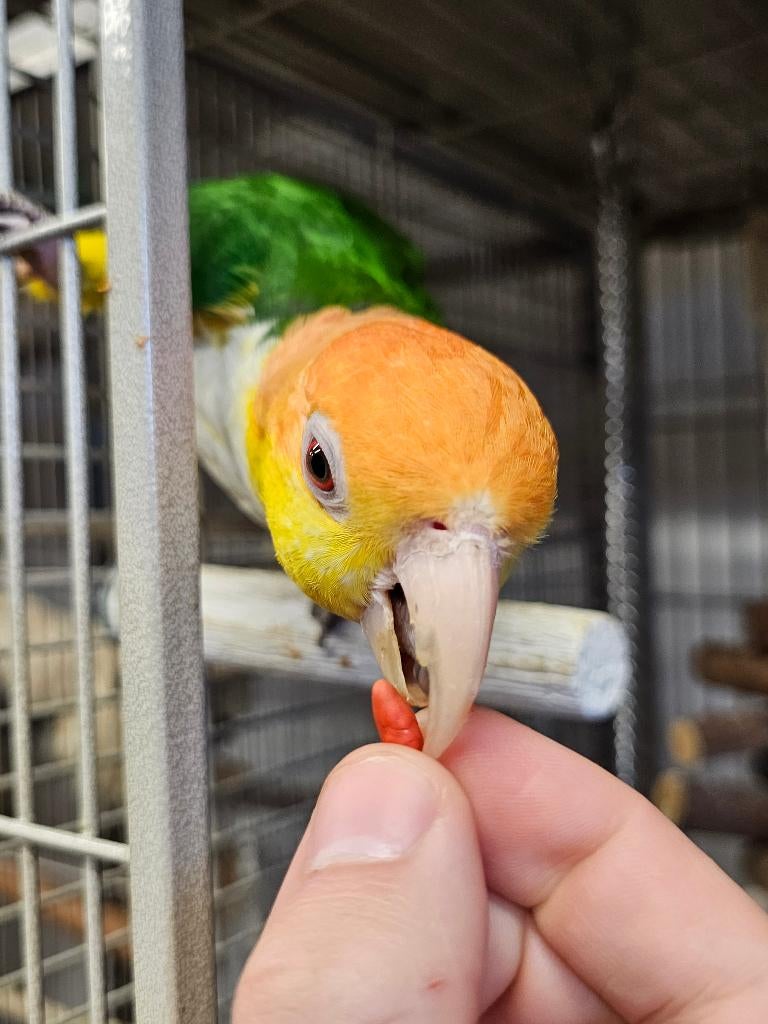 Roestkop Caique | Handtam | Man, Dieren en Toebehoren, Vogels | Parkieten en Papegaaien, Mannelijk, Papegaai, Geringd