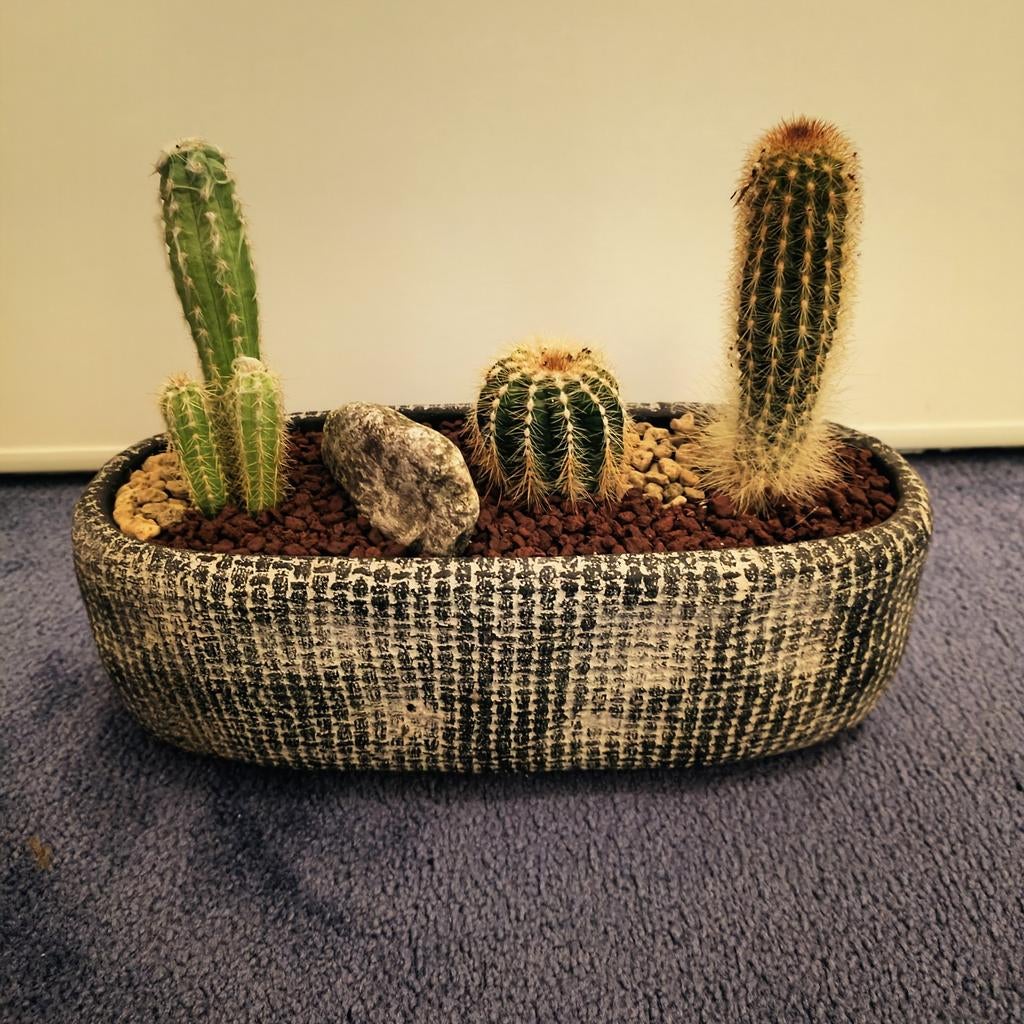 Cactus bootje van 25cm met 3 cactussen, Ophalen, Cactus, Volle zon, Minder dan 100 cm