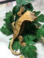 Wimpergekko - Crested gecko - Correlophus ciliatus, Dieren en Toebehoren, Reptielen en Amfibieën, Hagedis, Tam, 3 tot 6 jaar