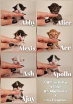 Mooie Maine coon kittens beschikbaar 🎀, Kater, Gechipt, 0 tot 2 jaar