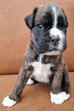 Te koop Boxer pup, Dieren en Toebehoren, 8 tot 15 weken, Parvo, Eén hond, Nederland