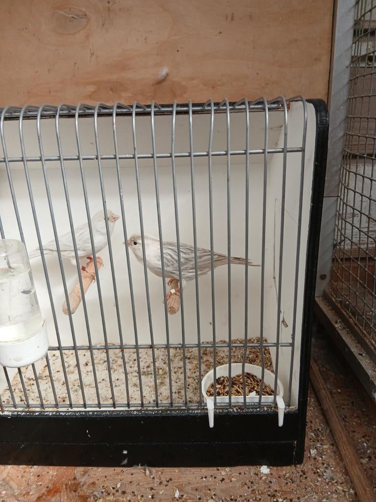 Koppel agaat opaal wit, Dieren en Toebehoren, Vogels | Kanaries, Meerdere dieren, Kleurkanarie