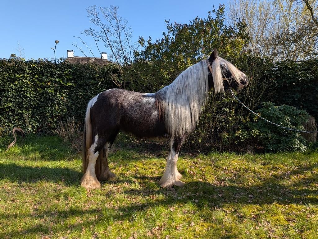 Unieke Kans 2 tinker / Irish Cob te koop, Dieren en Toebehoren, Minder dan 160 cm, Met stamboom, Niet van toepassing, 0 tot 2 jaar