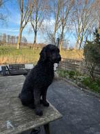 Koningspoedel dekreu (niet te koop), Reu, Parvo, Eén hond, 3 tot 5 jaar
