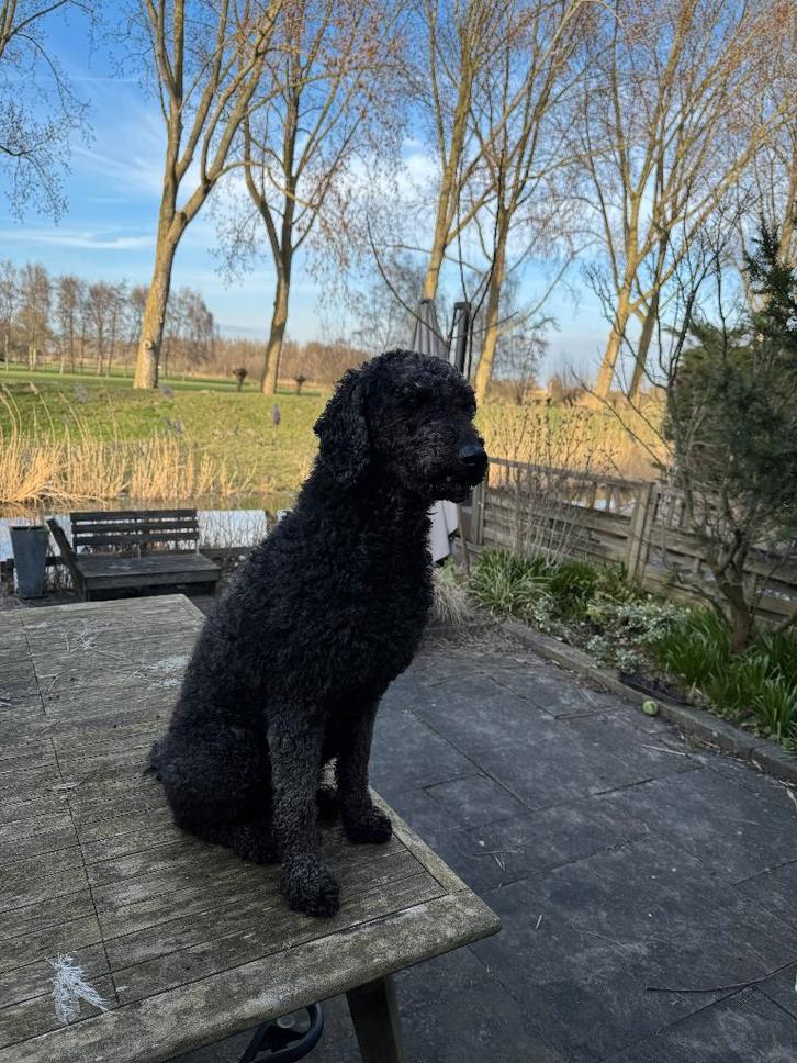 Koningspoedel dekreu (niet te koop), Dieren en Toebehoren, Honden | Dekreuen, Reu, Particulier, Eén hond, Nederland, 3 tot 5 jaar