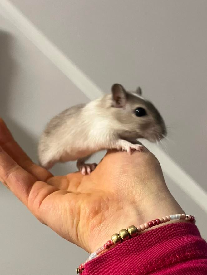 Jong gerbil mannetje (evt met 120x50 terrarium), Dieren en Toebehoren, Knaagdieren, Februari, Mannelijk, Overige typen, Tam