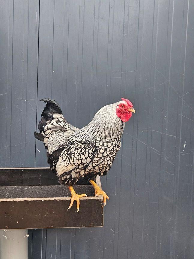 Kikai zoekt een huisje! (Haan), Dieren en Toebehoren, Pluimvee, Mannelijk, Kip