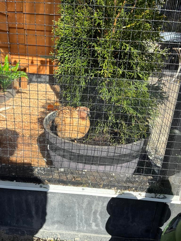 Gratis ophalen Japanse kwartel haan, Mannelijk, Overige soorten