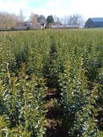 Liguster, Tuin en Terras, Ophalen, Liguster, 100 tot 250 cm