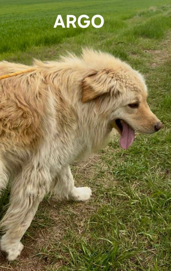 Argo zoekt baasje, Dieren en Toebehoren, Particulier, Reu, 1 tot 2 jaar, Buitenland