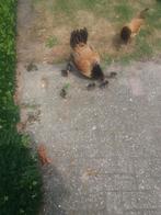 Vorwerkhoen haan, Mannelijk, Kip