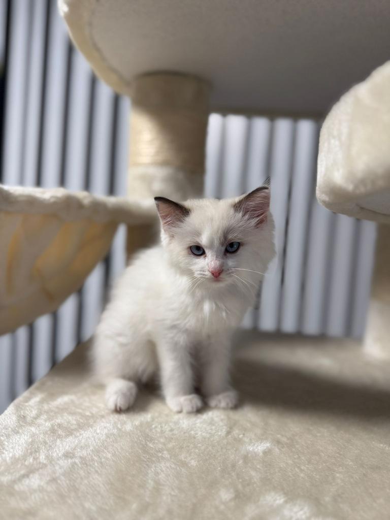 Ragdoll kitten - zuivere bloedlijn, Dieren en Toebehoren, Katten en Kittens | Raskatten | Langhaar, Kater, Ontwormd