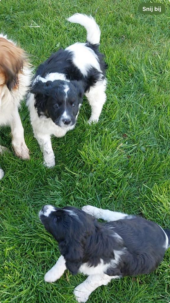 Kooiker x friese stabij  pups nog 2 pups 🐶, Dieren en Toebehoren, Honden | Niet-rashonden, Middel, Meerdere dieren, Particulier