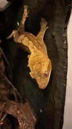 Wimpergekke inclusief terrarium, Hagedis, Met terrarium