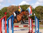 knappe 7 jarige spring D pony merrie, Dieren en Toebehoren, Pony's, Merrie, Met stamboom, Springpony, L