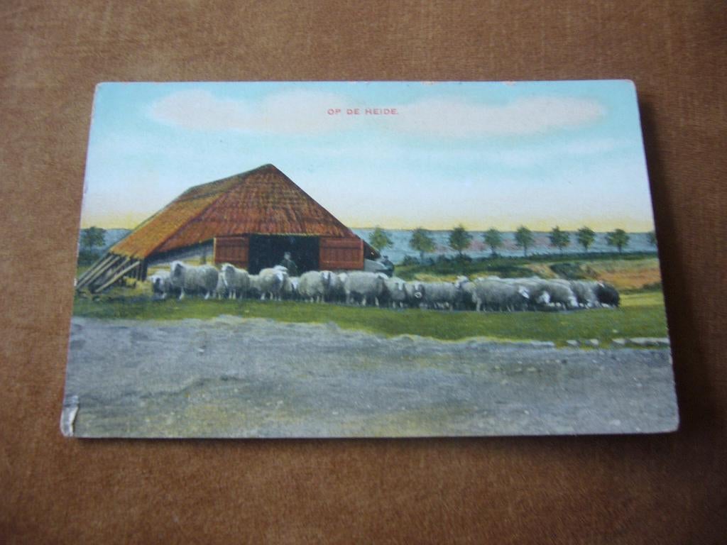 VELUWE  ?  =  OP DE HEIDE MET SCHAAPSKOOI, Ophalen of Verzenden, Voor 1920, Ongelopen, Gelderland