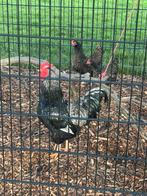 Eieren Barnevelders (groot) dubbel gezoomd zilver, Dieren en Toebehoren, Pluimvee, Kip