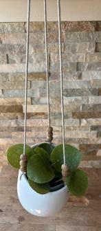 Pannenkoek plantje in pot, Overige soorten, In pot, Minder dan 100 cm, Groene kamerplant