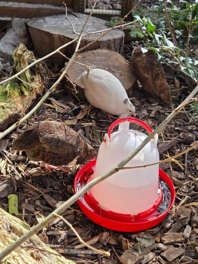 Japanse kwartels, Ophalen, Overige typen
