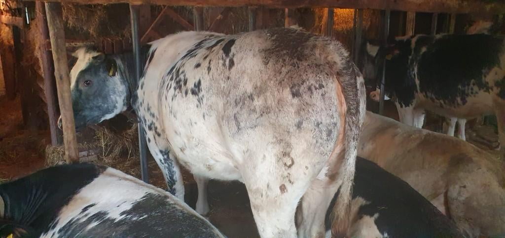 15 blauwe pinken / vaarzen belgisch blauw, Meerdere dieren, 0 tot 2 jaar