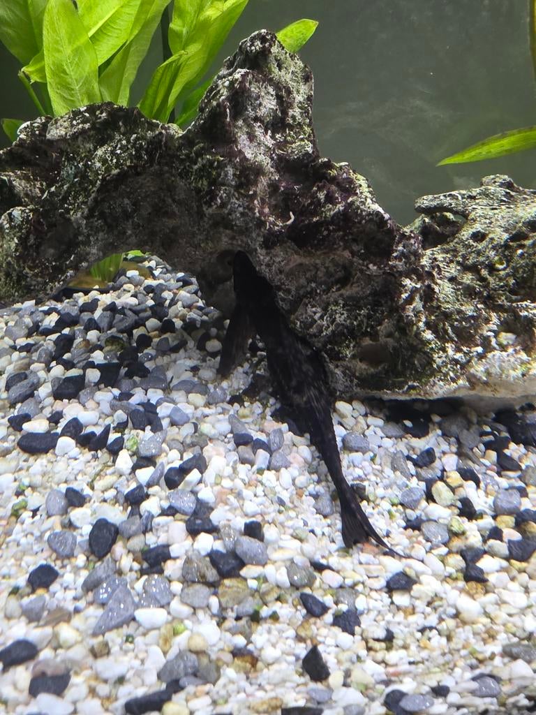 Pleco te koop, Vis