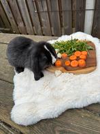 Lieve franse hangoor met blauwe ogen, Dieren en Toebehoren, Mannelijk, Groot, Hangoor