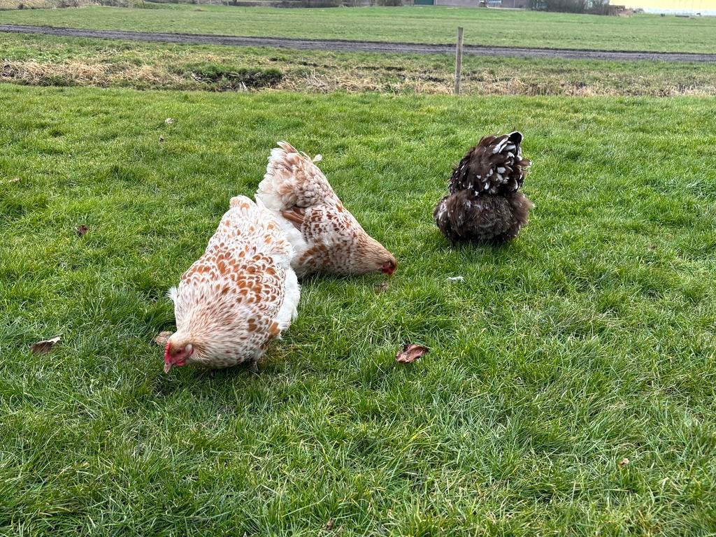 Broedeieren Orpington groot, Dieren en Toebehoren, Pluimvee, Meerdere dieren, Kip