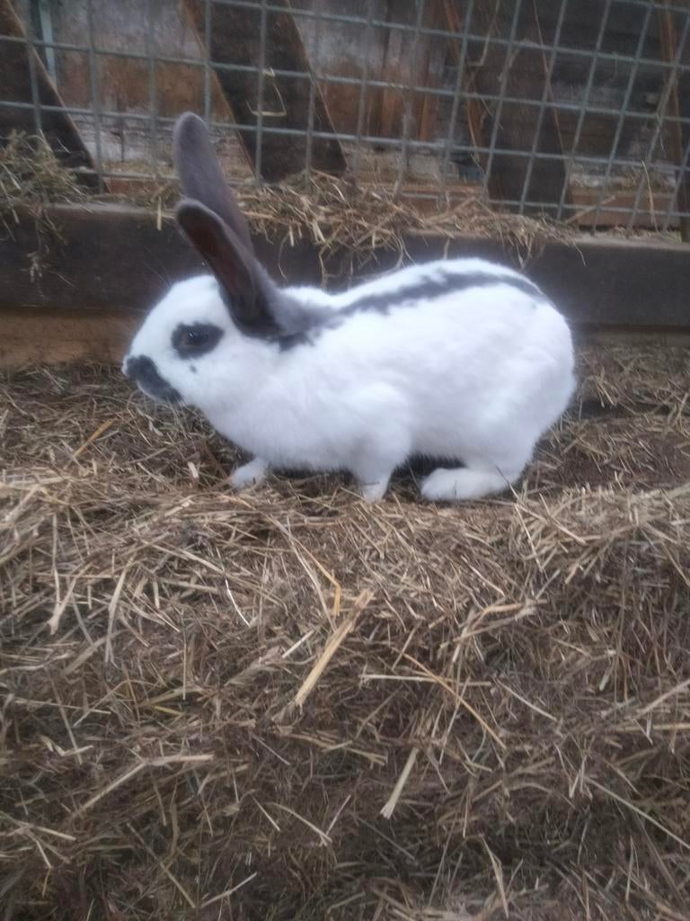 Konijn, Dieren en Toebehoren