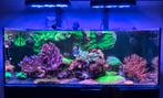 Inhoud zeeaquarium 450 euro., Ophalen, Gevuld zeewateraquarium