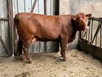 2 red angus koeien te koop, Vrouwelijk