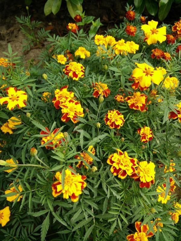 Uit de biologische moestuin, Afrikaantjes, halfhoog., Ophalen of Verzenden, Voorjaar, Halfschaduw, Zaad