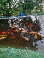 Hulp gezocht tegen vergoeding!, Karper of Koi