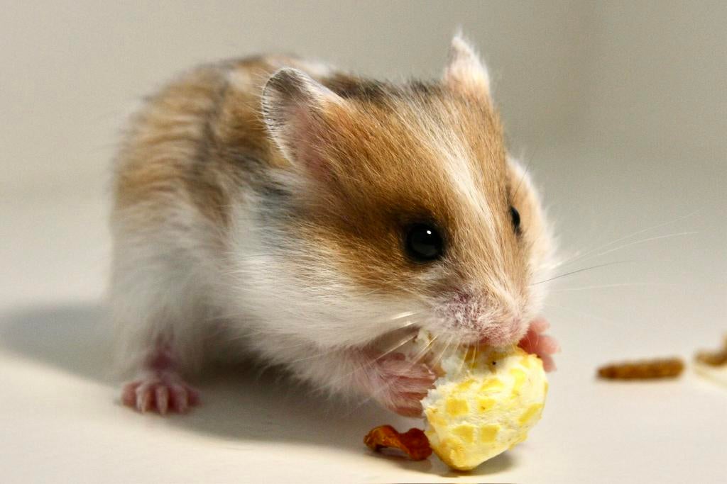 Jonge Syrische hamster / goudhamster te koop., Dieren en Toebehoren, Knaagdieren, Hamster, Maart, Mannelijk, Tam