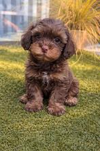 Maltipoo pups, Dieren en Toebehoren, Overige rassen, 8 tot 15 weken, Parvo, Meerdere