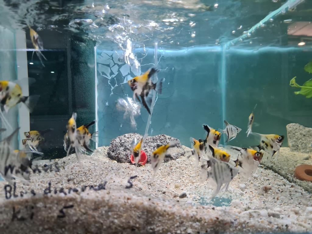 Koi maanvissen, Pterophyllum Scalare koi, Vis, Zoetwatervis