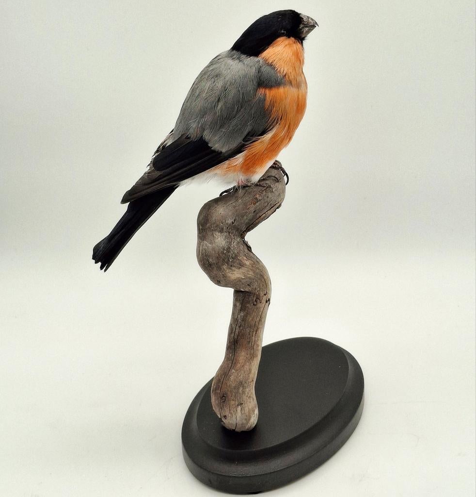 Goudvink taxidermie, Verzamelen, Dierenverzamelingen, Ophalen of Verzenden, Nieuw, Vogel, Opgezet dier