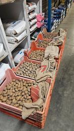 Pootaardappelen Nicola Dore Frieslander oscar, Ophalen of Verzenden