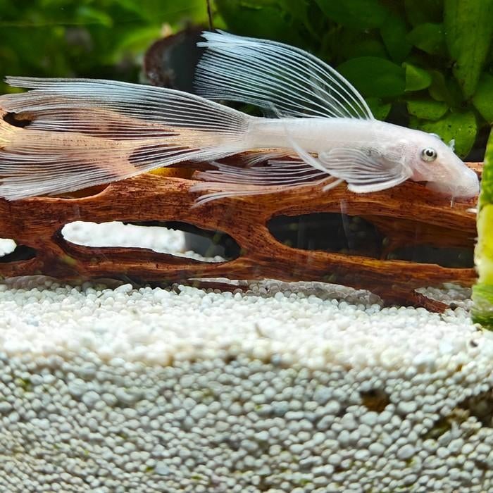 Ancistrus cf. cirrhosus, Dieren en Toebehoren, Vis